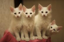 Питомники кошек ангорской породы